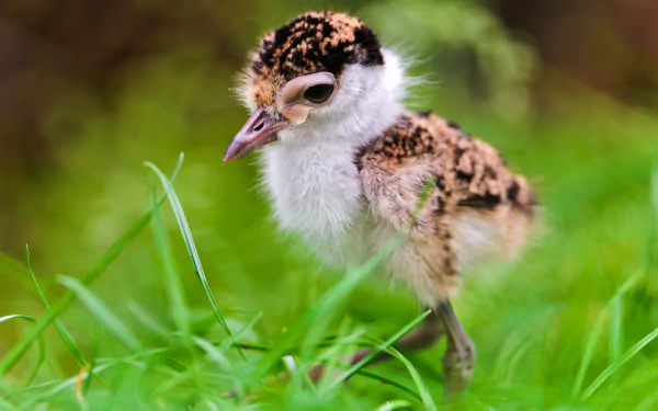 HD desktop wallpaper of a baby bird chick with soft feathers standing on green grass, capturing the delicate features of a young eagle in natural surroundings.
