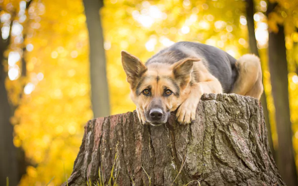 A German Shepherd rests atop a textured stump, set against a bokeh of warm autumn colors, creating a serene and inviting HD wallpaper background.