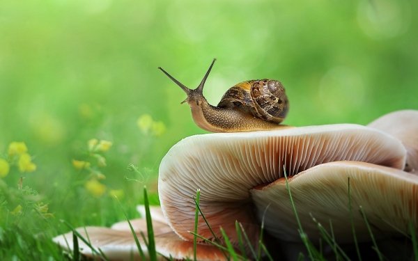 Animal Snail Mushroom Green Grass Blur HD Wallpaper | Background Image