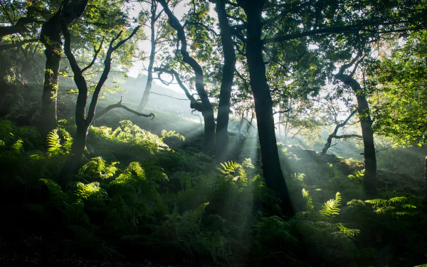 HD PC desktop wallpaper showing sunbeams filtering through a dense forest of trees and ferns, highlighting the lush greenery and natural beauty of the scene.