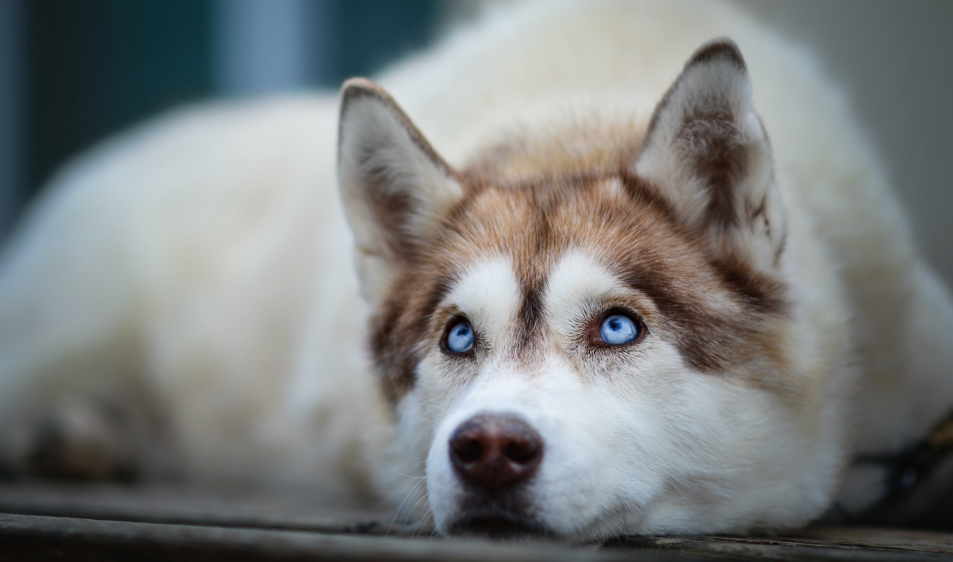 siberian husky eyes wallpaper