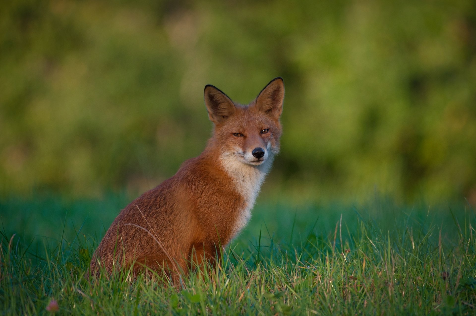 Download Grass Animal Fox HD Wallpaper