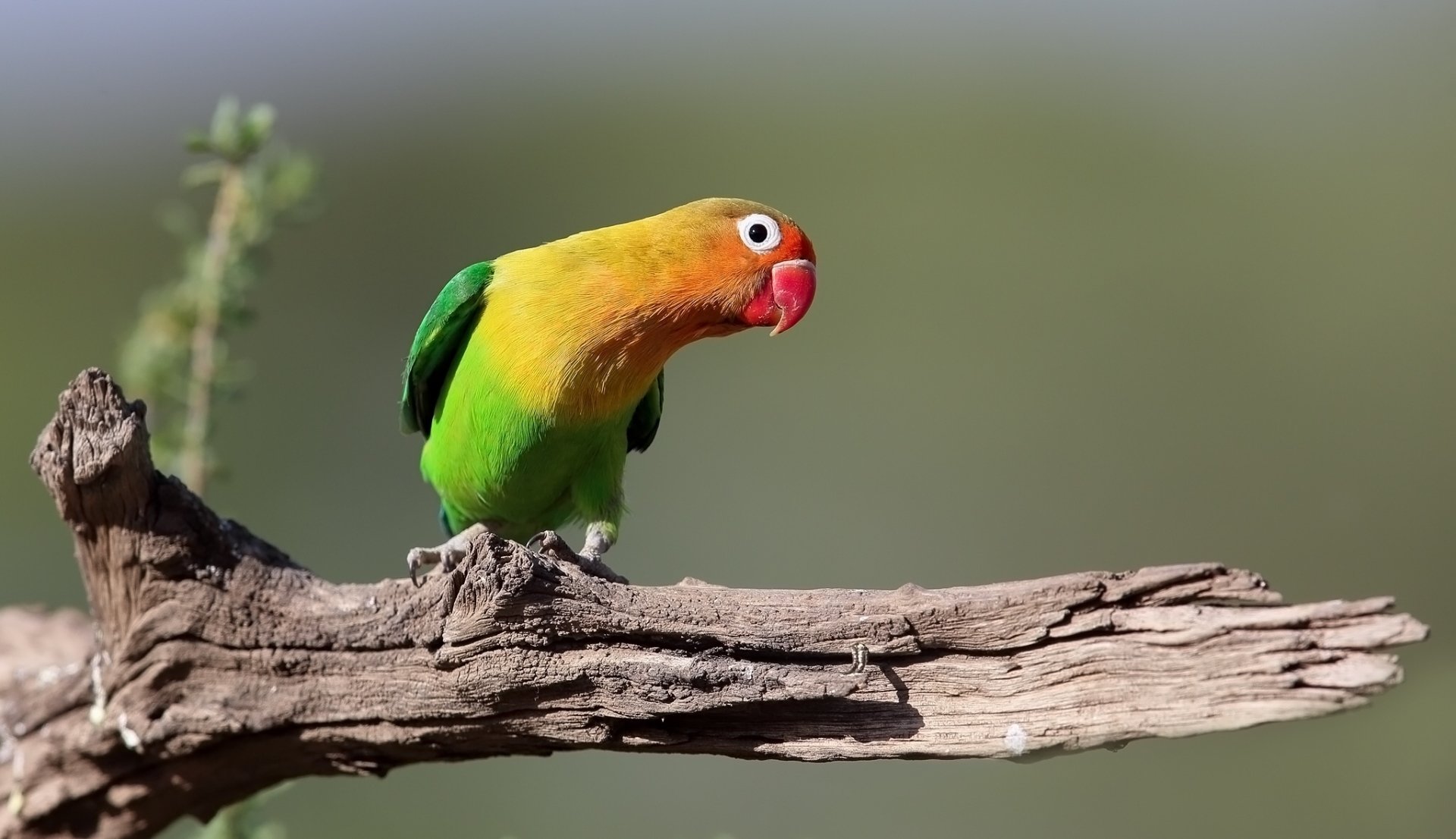 A vibrant lovebird with green, yellow, and orange feathers perched on a branch against a soft, blurred natural background in an HD PC desktop wallpaper.