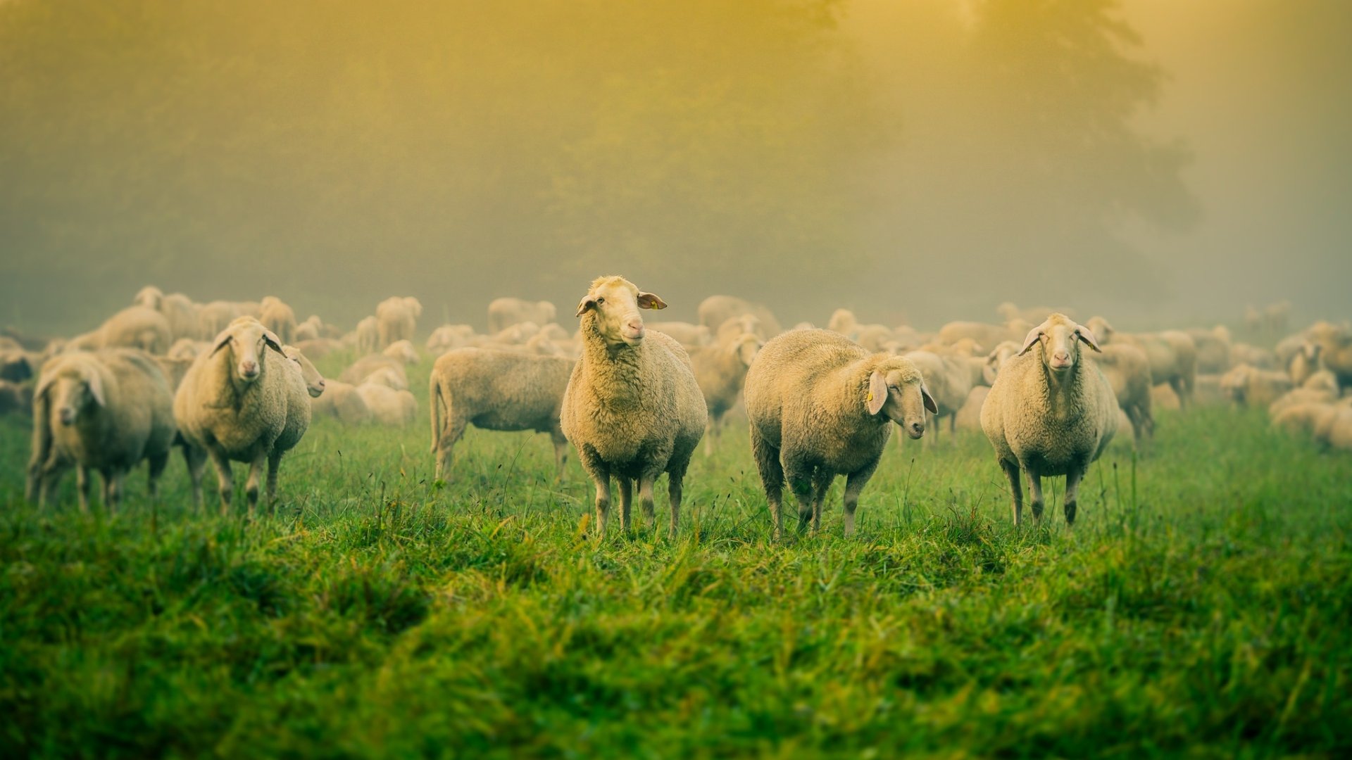 Download Grass Fog Animal Sheep HD Wallpaper