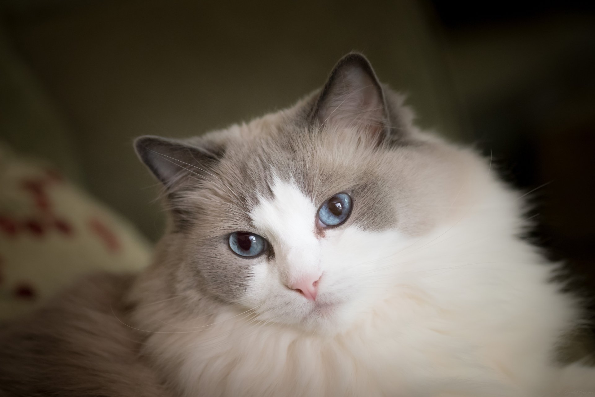 Download Blue Eyes Animal Cat 4k Ultra HD Wallpaper