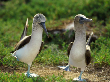  Blue-Footed Boobys