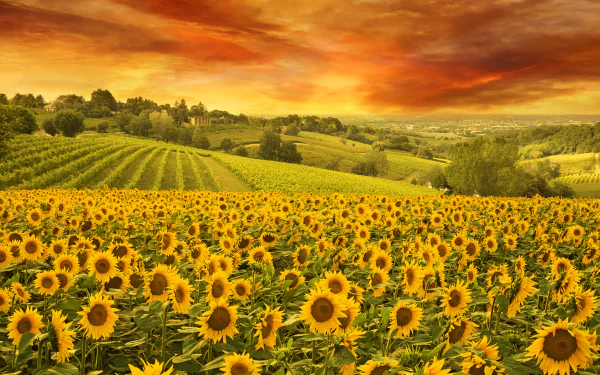 A vibrant 4K Ultra HD desktop wallpaper featuring a vast sunflower field under a dramatic sunset sky with clouds, stretching toward the summer horizon in nature’s beauty.