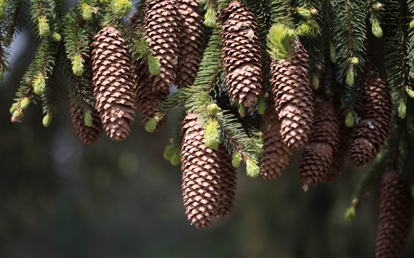 Earth Pine Cone Blur Close-Up HD Wallpaper | Background Image