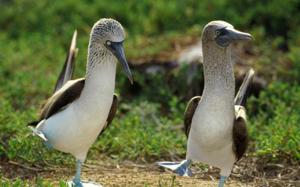  Blue-Footed Boobys