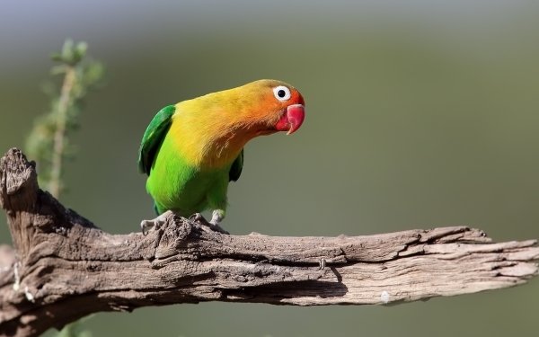 Animal Lovebird Birds Parrots Bird Parrot HD Wallpaper | Background Image