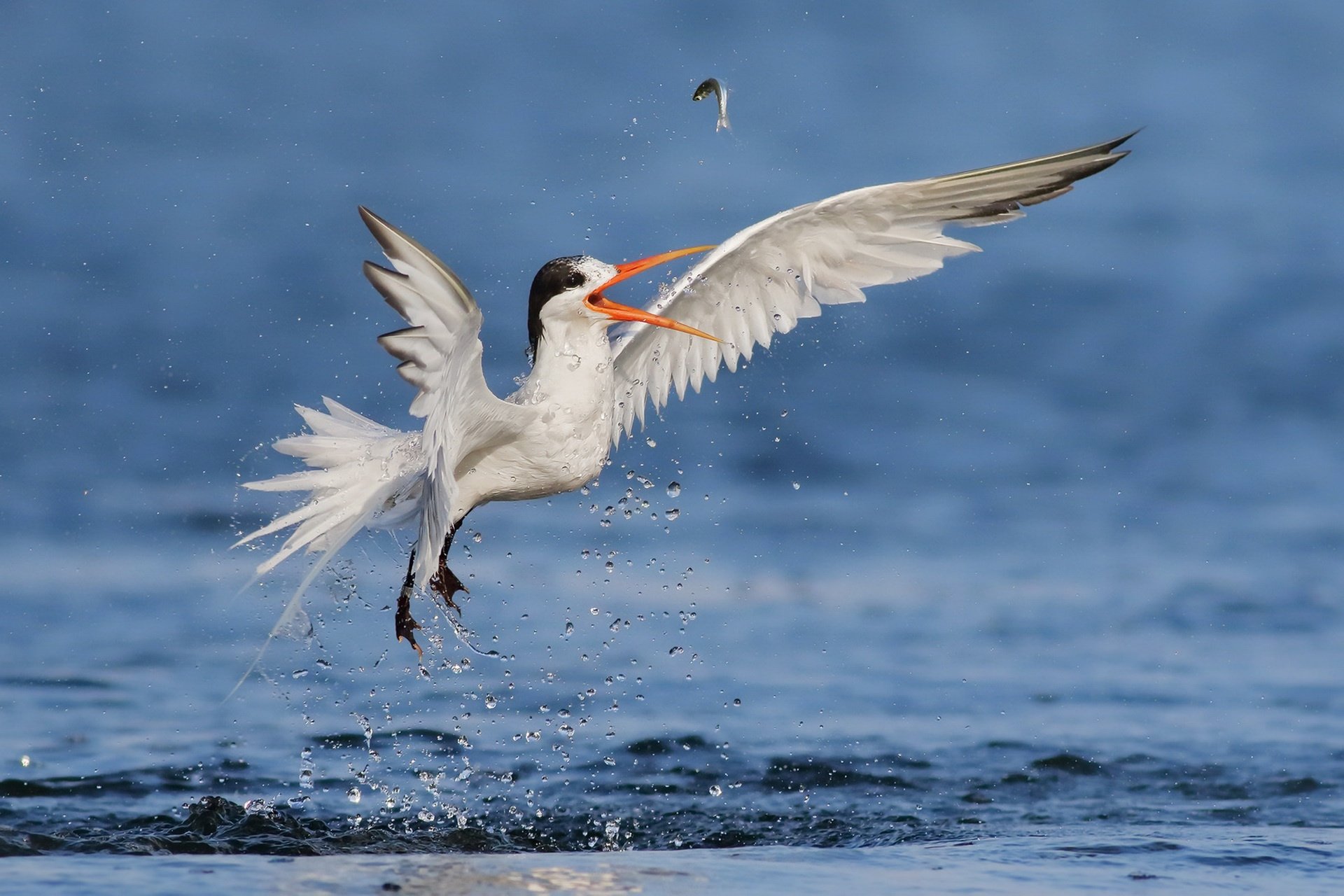 A bird catching a fish above water, captured in dynamic motion with water droplets, featured as an HD PC desktop wallpaper and background.