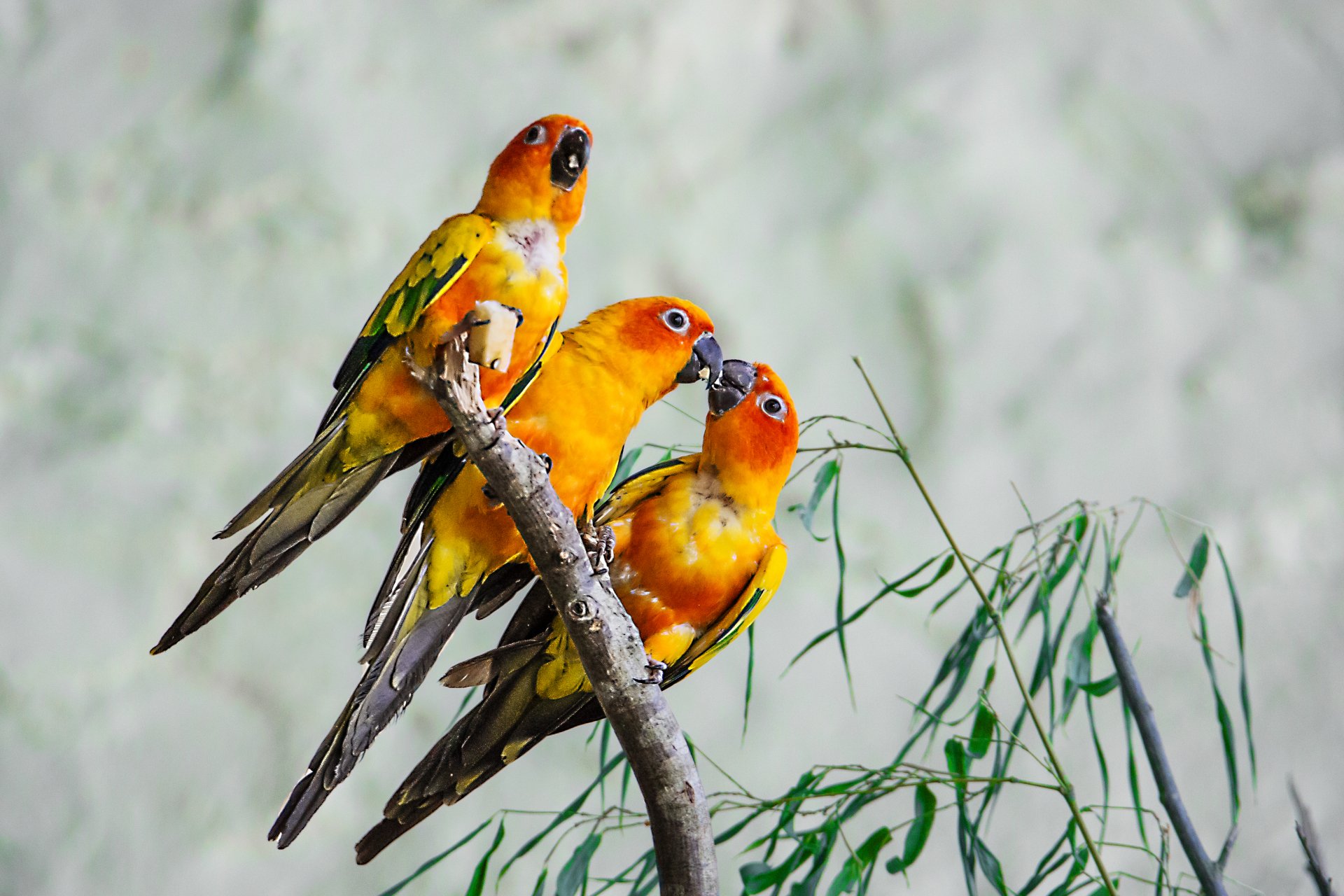 Three vibrant sun parakeets perched on a branch, showcasing their striking orange and yellow feathers against a soft, blurred background. Ideal 4K Ultra HD desktop wallpaper.
