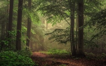 174 4k Ultra Hd Forest Wallpapers Background Images Wallpaper