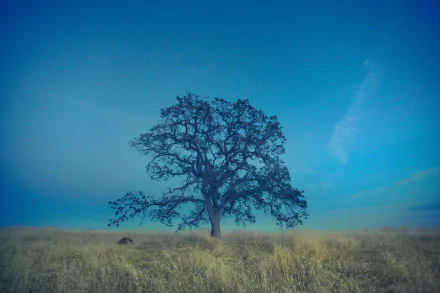 grass nature lonely tree tree HD Desktop Wallpaper | Background Image