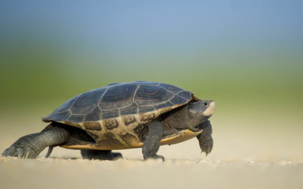 Blurred background with a tortoise walking on sandy ground, captured in 4K Ultra HD as a detailed PC desktop wallpaper and background.