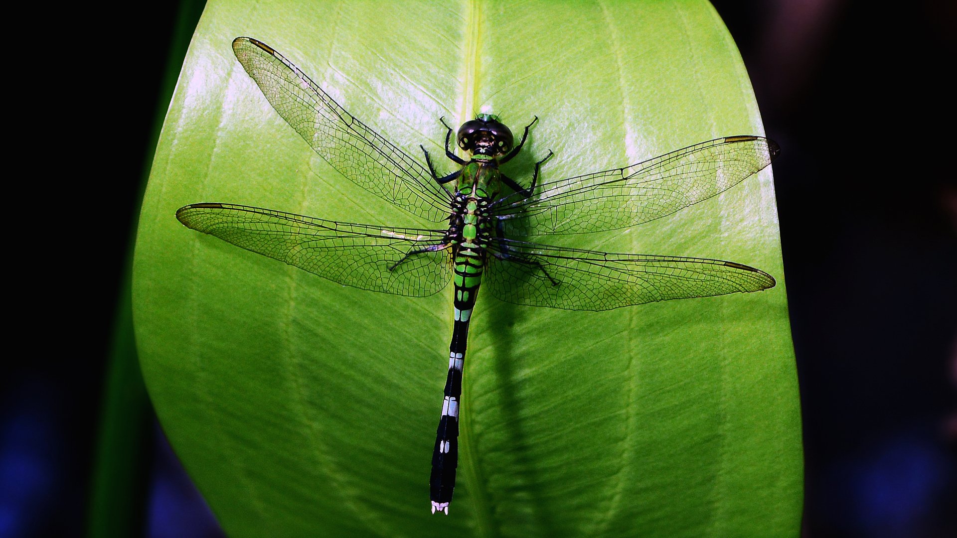 Green dragonfly (animal insect) rests on a glossy leaf — vivid close-up with transparent wings on a lush background, 2K Quad HD PC desktop wallpaper.