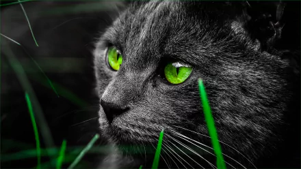HD desktop wallpaper featuring a close-up of a cat with striking green eyes, surrounded by blades of grass.
