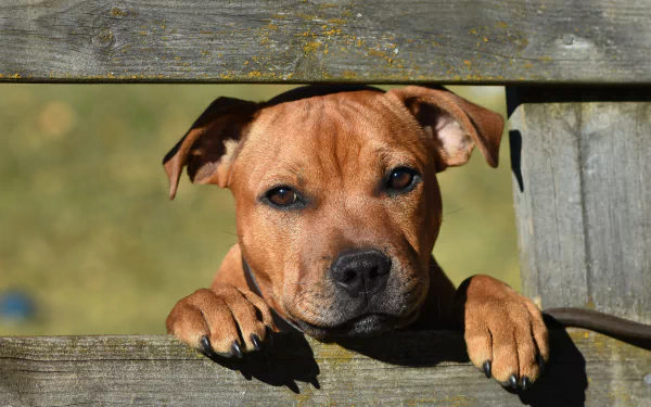 Close-up of a cute Staffordshire Bull Terrier muzzle resting on a wooden fence, captured in 4K Ultra HD as a vibrant PC desktop wallpaper background.