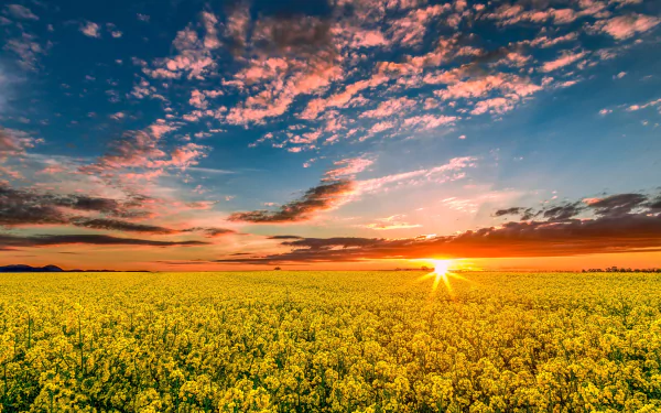 yellow flower cloud sky sunrise horizon nature field canola HD Desktop Wallpaper | Background Image