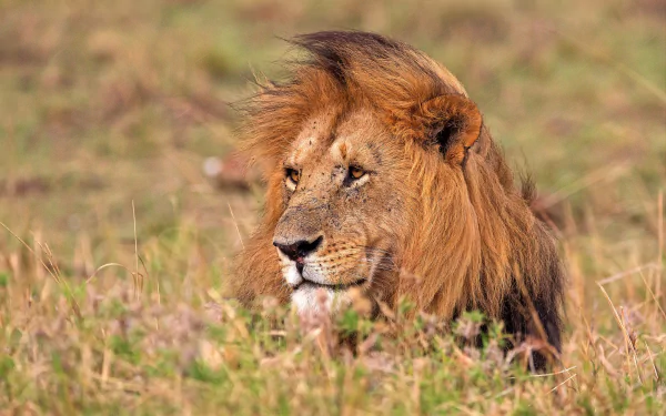 muzzle Animal lion HD Desktop Wallpaper | Background Image