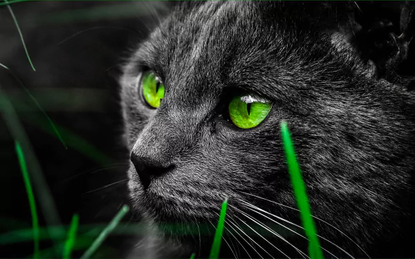 green eyes Animal cat HD Desktop Wallpaper | Background Image