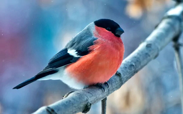 A vibrant bullfinch with bright red breast perched on a frosty winter branch, captured in high-definition detail as an animal-themed PC desktop wallpaper.