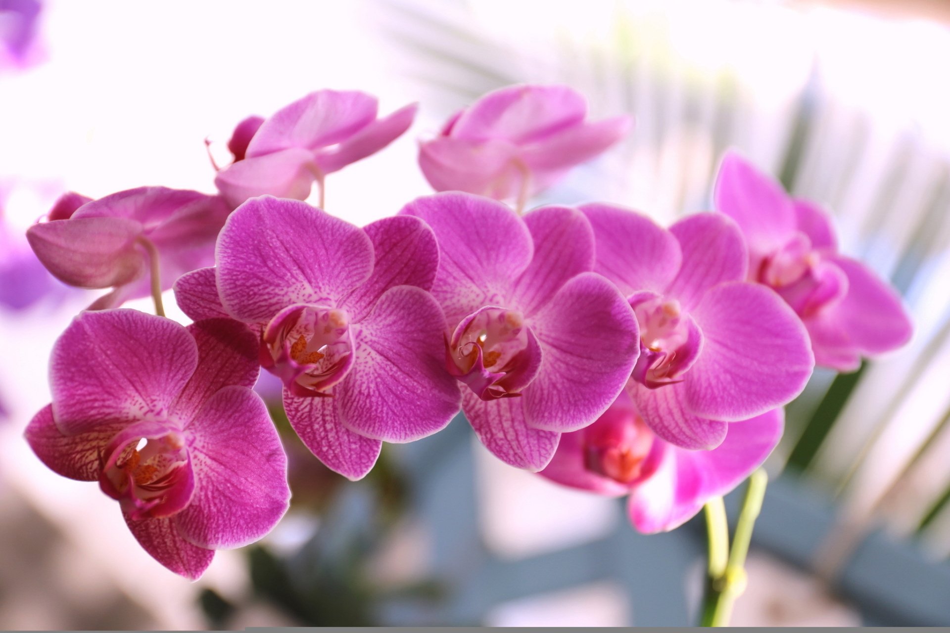 Exquisite Pink Orchid Blossom – HD Nature Wallpaper | 2048x1365 ...
