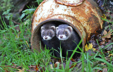 HD desktop wallpaper featuring two curious ferrets peeking out from a rusty metal container surrounded by green grass and foliage.