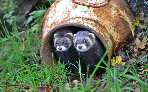 Animal ferret HD Desktop Wallpaper | Background Image