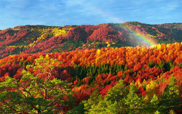 Vibrant autumn landscape featuring a rainbow arcing over a forested mountain, showcasing rich fall colors in stunning 4K Ultra HD detail.