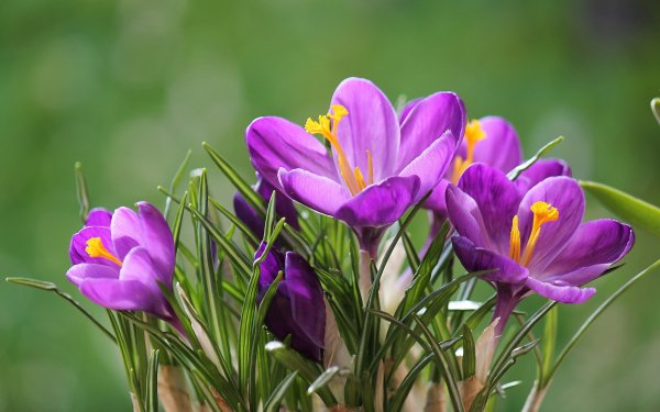Earth Crocus Flowers Flower Spring Purple Flower HD Wallpaper | Background Image