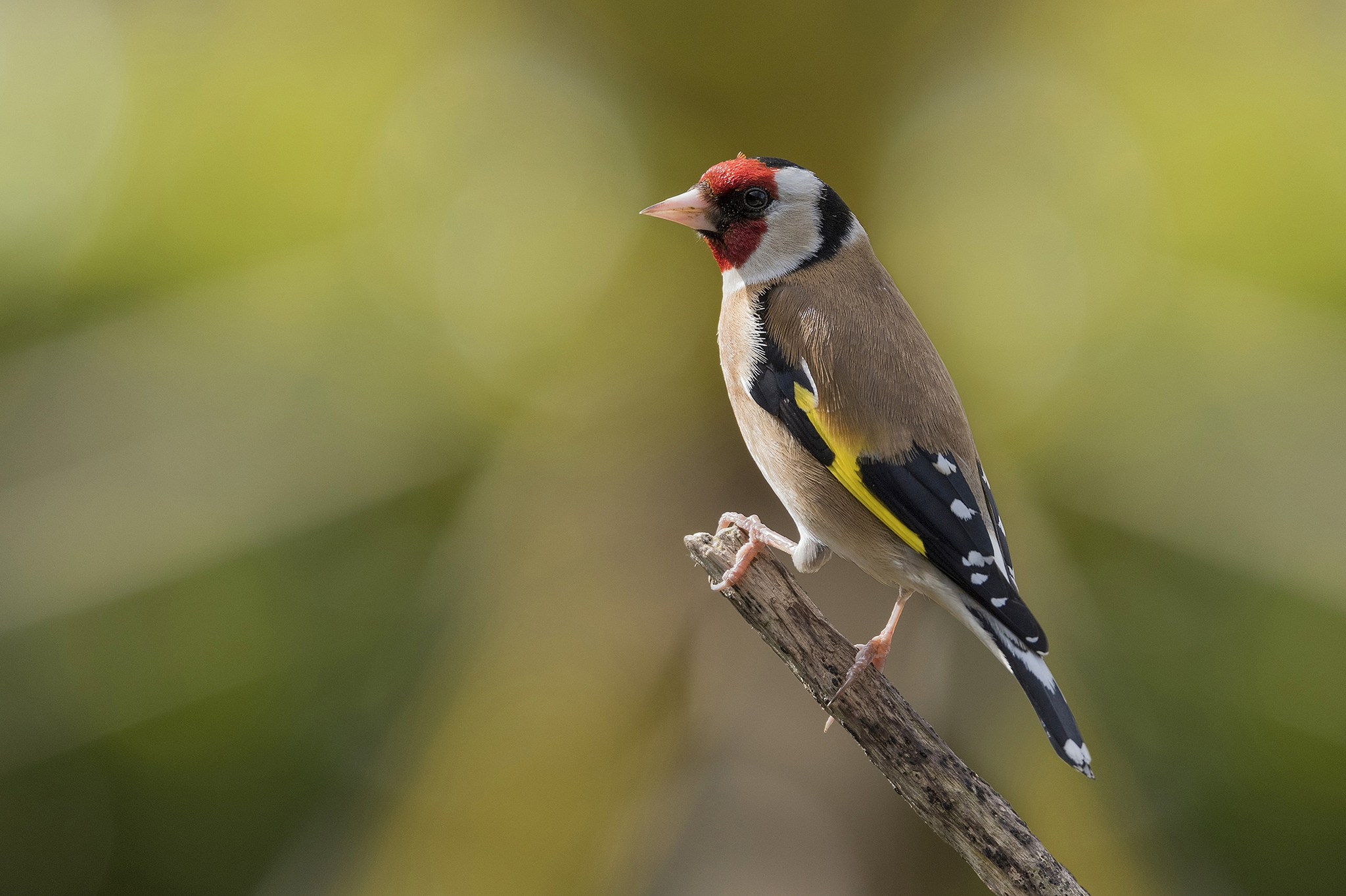 Animal Goldfinch HD Wallpaper by Neil Burnell