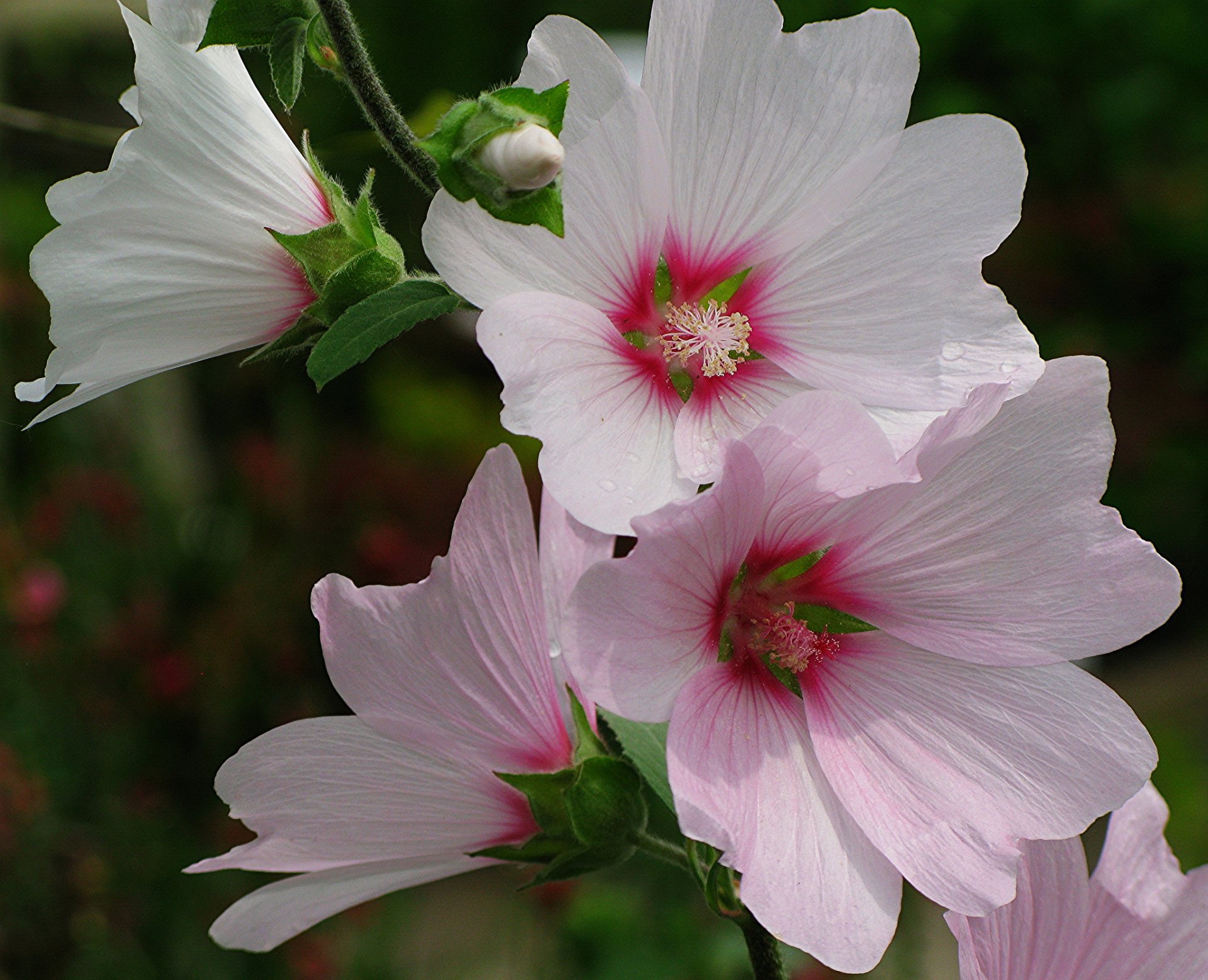 HD desktop wallpaper showcasing close-up of delicate white flowers with pink centers against a natural green background, capturing the beauty of nature.