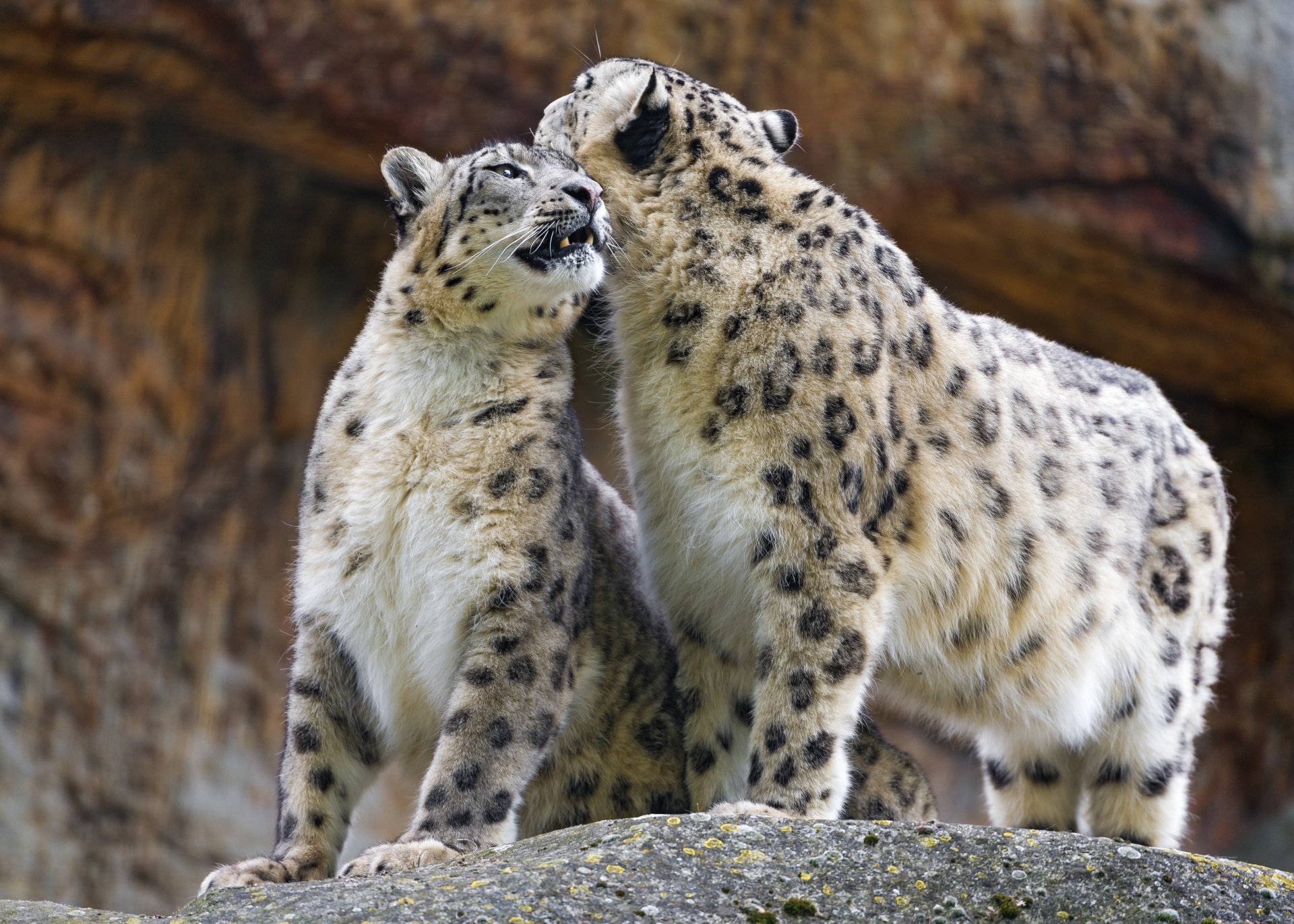 Download Animal Snow Leopard  4k Ultra HD Wallpaper