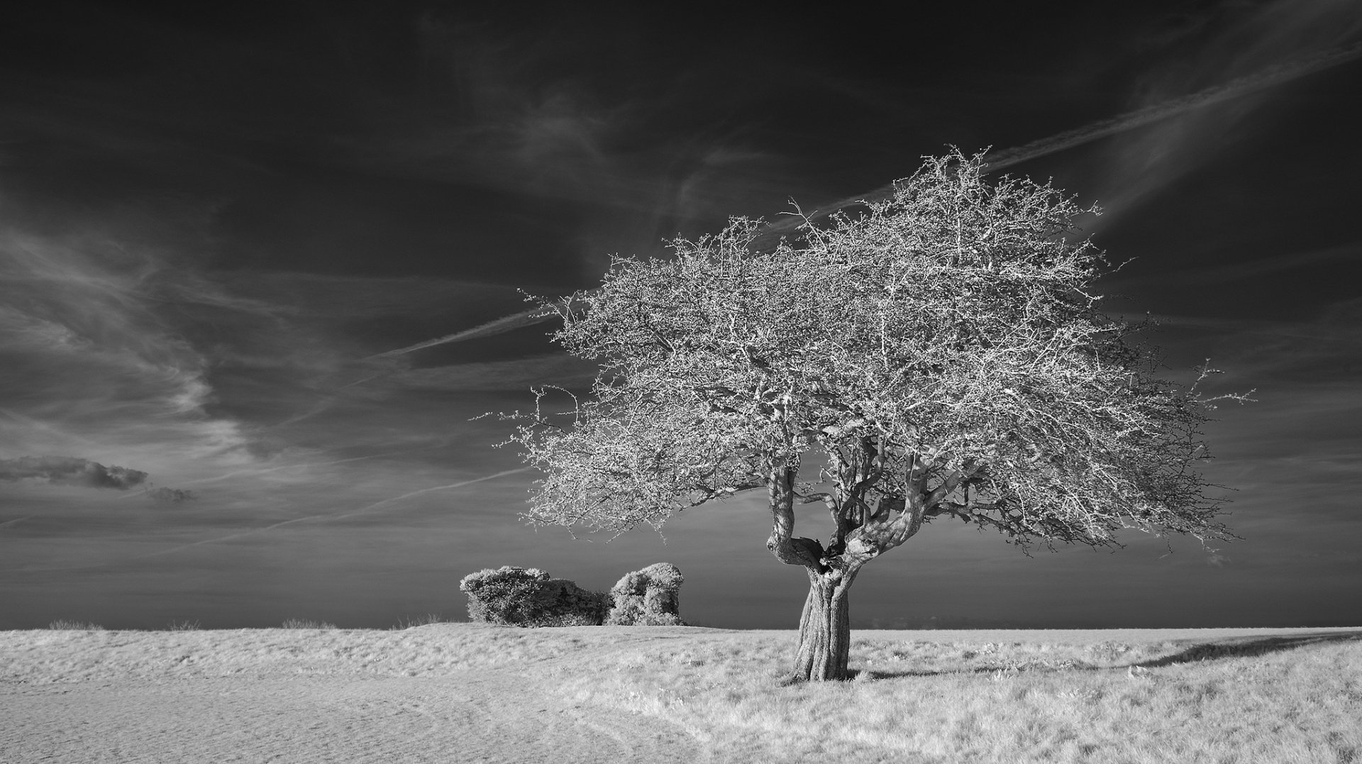 Download Sky Nature Black & White Lonely Tree Tree HD Wallpaper by Neil Burnell
