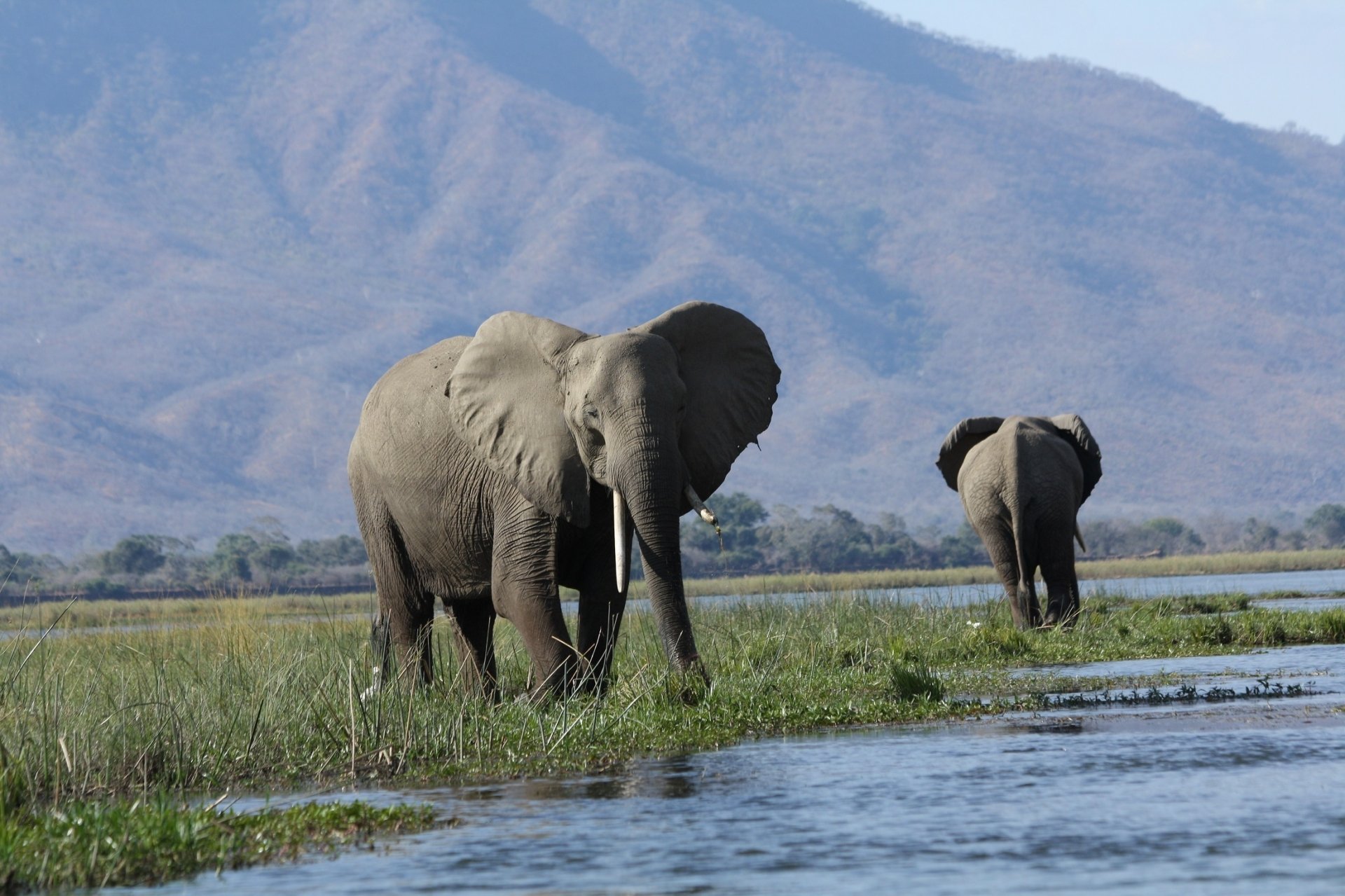 Download Tusk Mammal Animal African Bush Elephant HD Wallpaper by skeeze