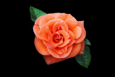  Orange Rose
