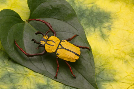 4K Ultra HD desktop wallpaper featuring a detailed origami beetle with yellow and black markings resting on a green leaf against a textured yellow background.
