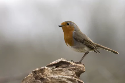 bird Animal robin HD Desktop Wallpaper | Background Image
