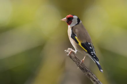 HD PC desktop wallpaper background: European goldfinch (animal) perched on a twig, red face and yellow wing bar against a soft green blur.