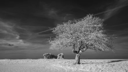 sky nature Black & White lonely tree tree HD Desktop Wallpaper | Background Image