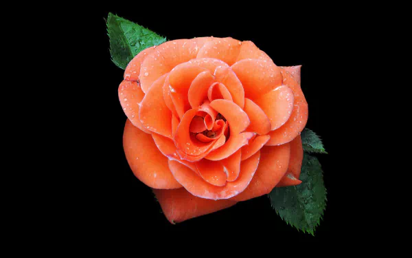 Orange Rose
