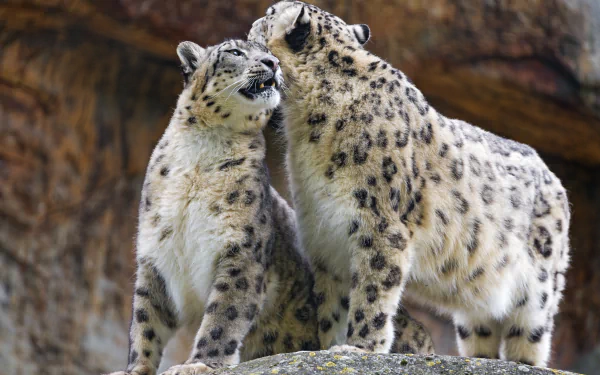 Two snow leopards nuzzle each other on a rocky surface, captured in stunning 4K Ultra HD as a PC desktop wallpaper and background.