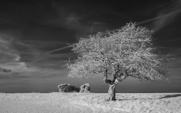 Earth Tree Trees Lonely Tree Black & White Nature Sky HD Wallpaper | Background Image