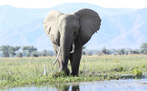 Animal African bush elephant Elephants Mammal Tusk HD Wallpaper | Background Image