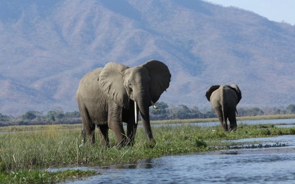 Animal African bush elephant Elephants Mammal Tusk HD Wallpaper | Background Image