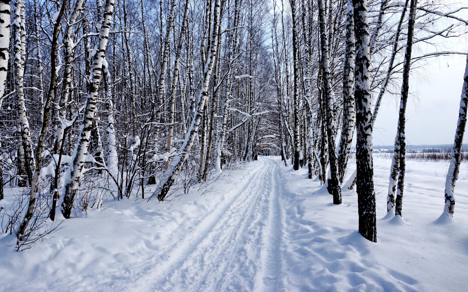 Winter Whisper: 4K Ultra HD Snowy Forest Path in White Wonderland ...