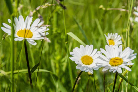 nature white flower flower camomile HD Desktop Wallpaper | Background Image