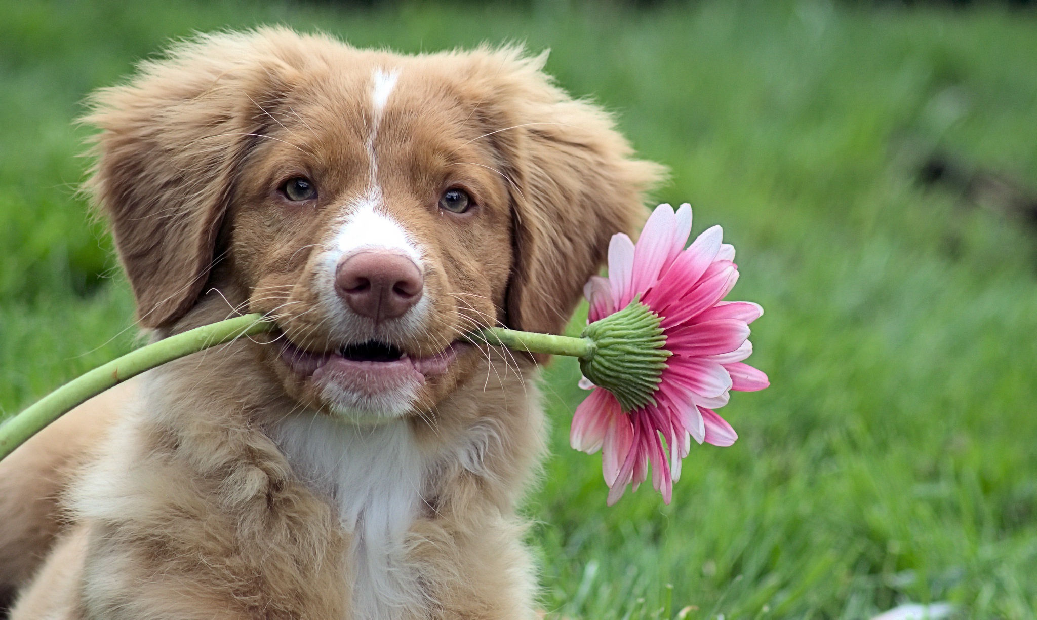 Download Pink Flower Muzzle Animal Dog HD Wallpaper