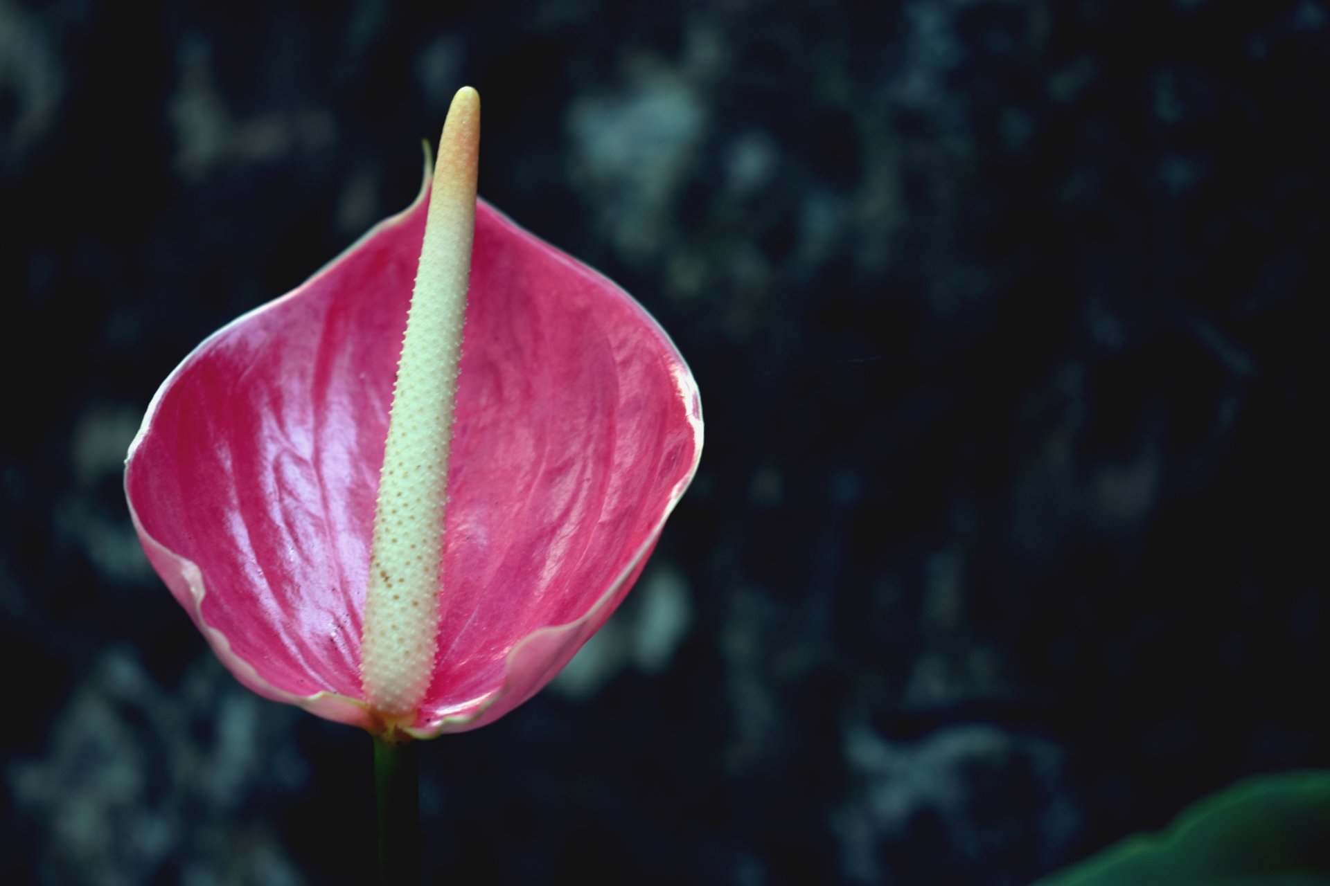 Download Pink Flower Nature Flower 4k Ultra HD Wallpaper